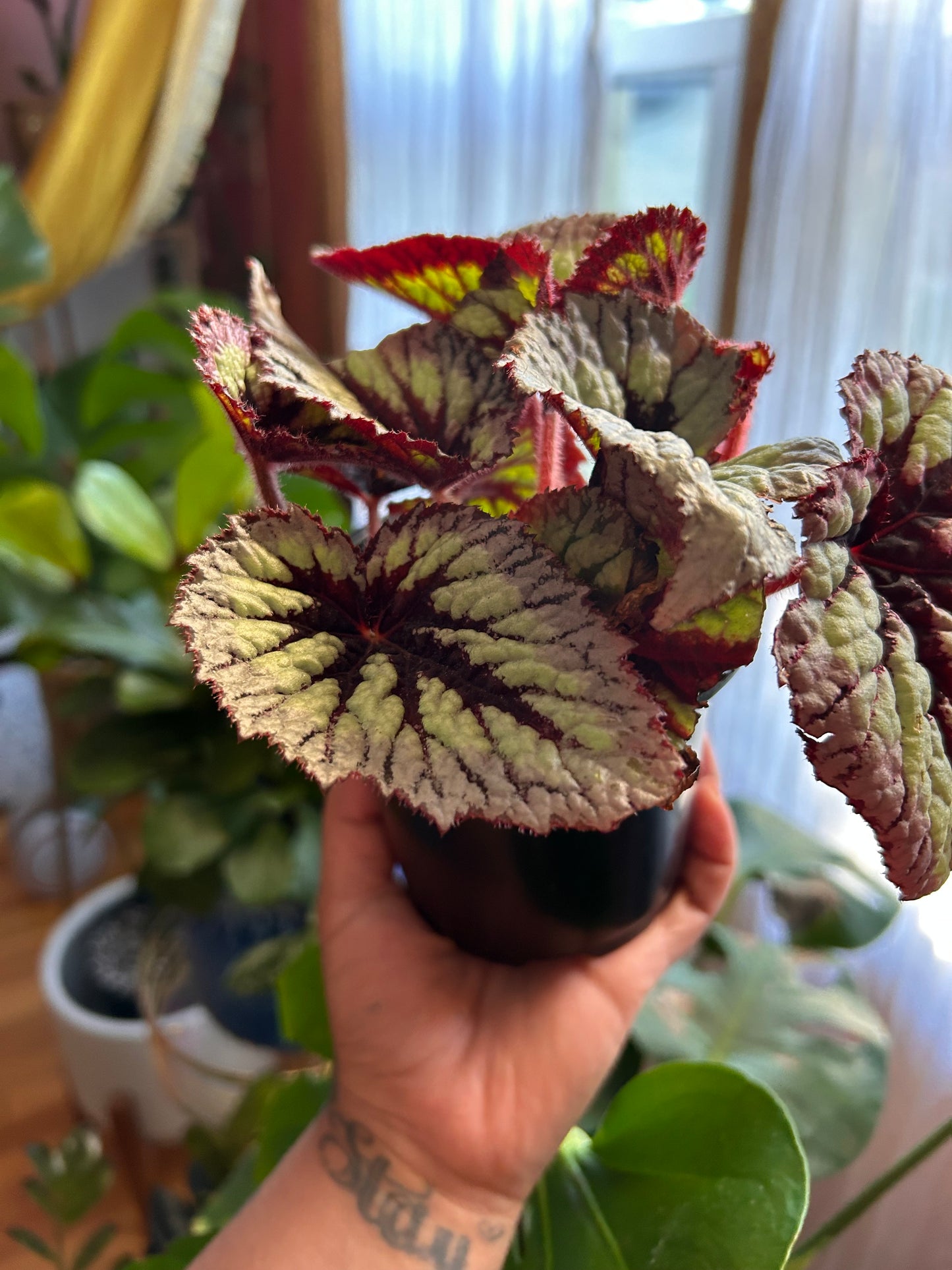 Begonia King Rex