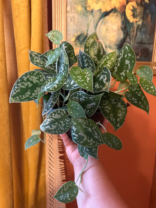 Silver Pothos 'Exotica'