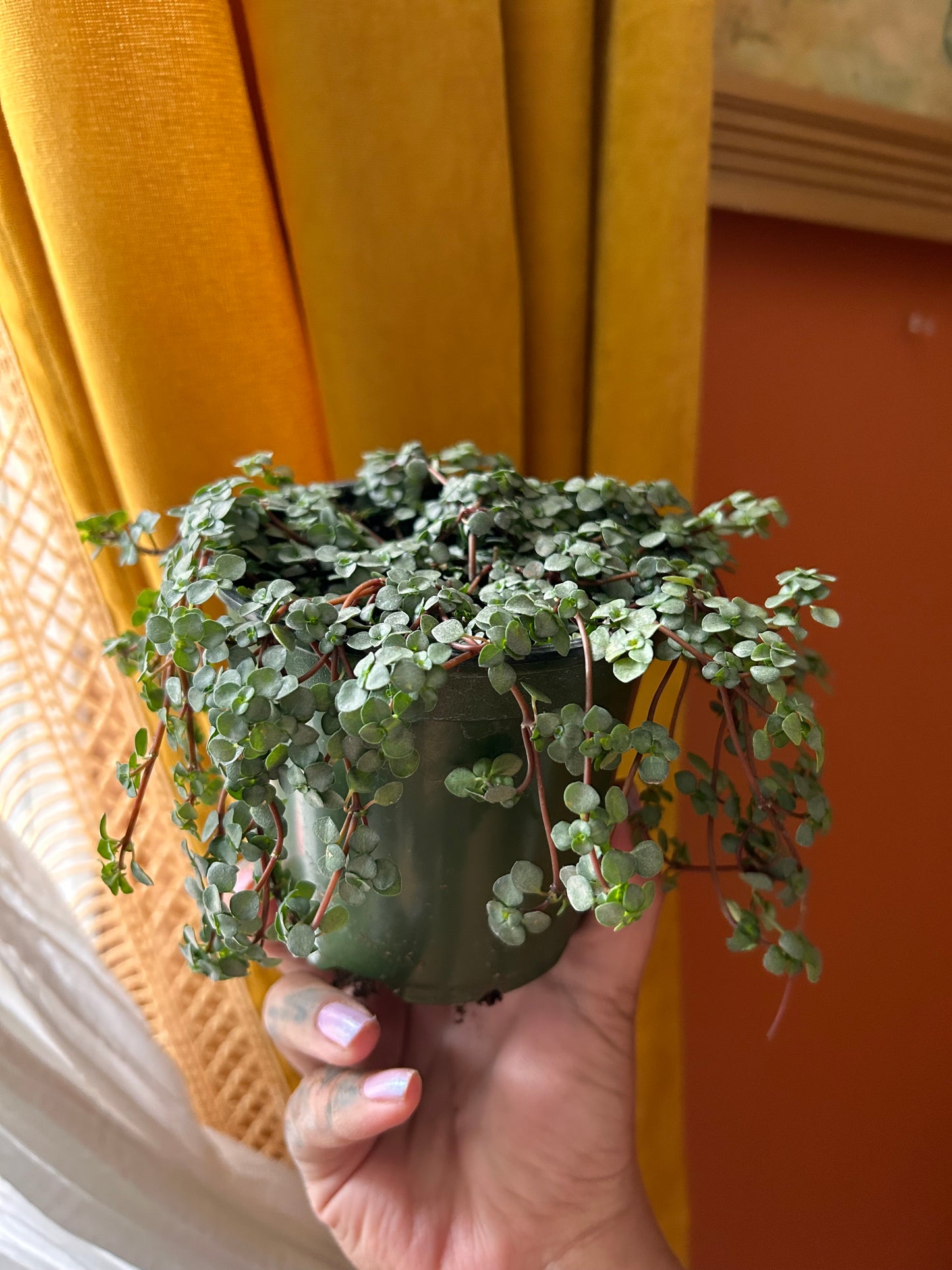 Pilea Glauca