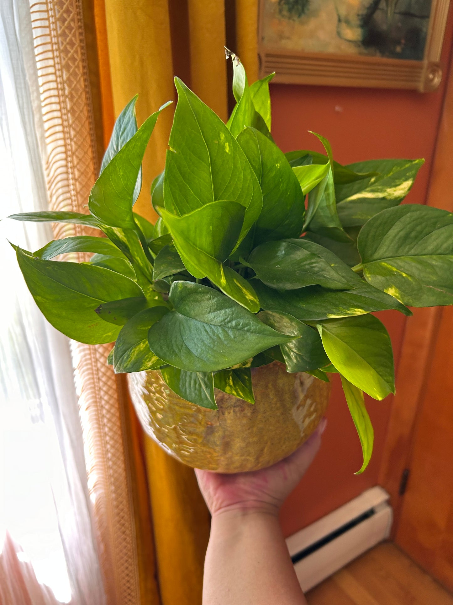 Golden Pothos