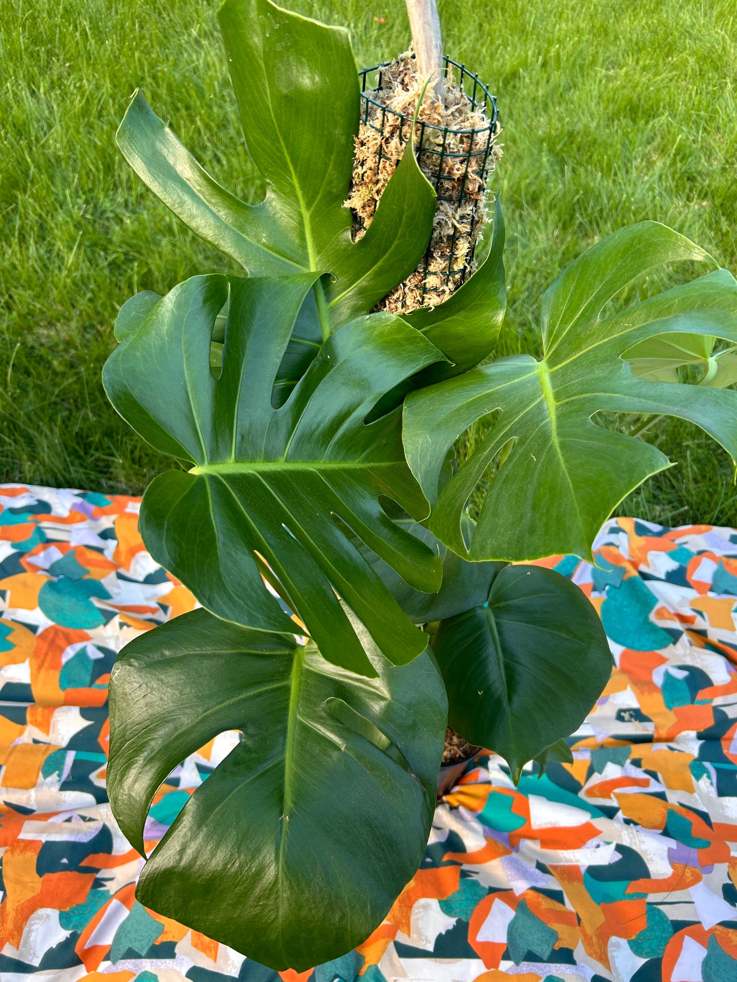 Monstera Deliciosa