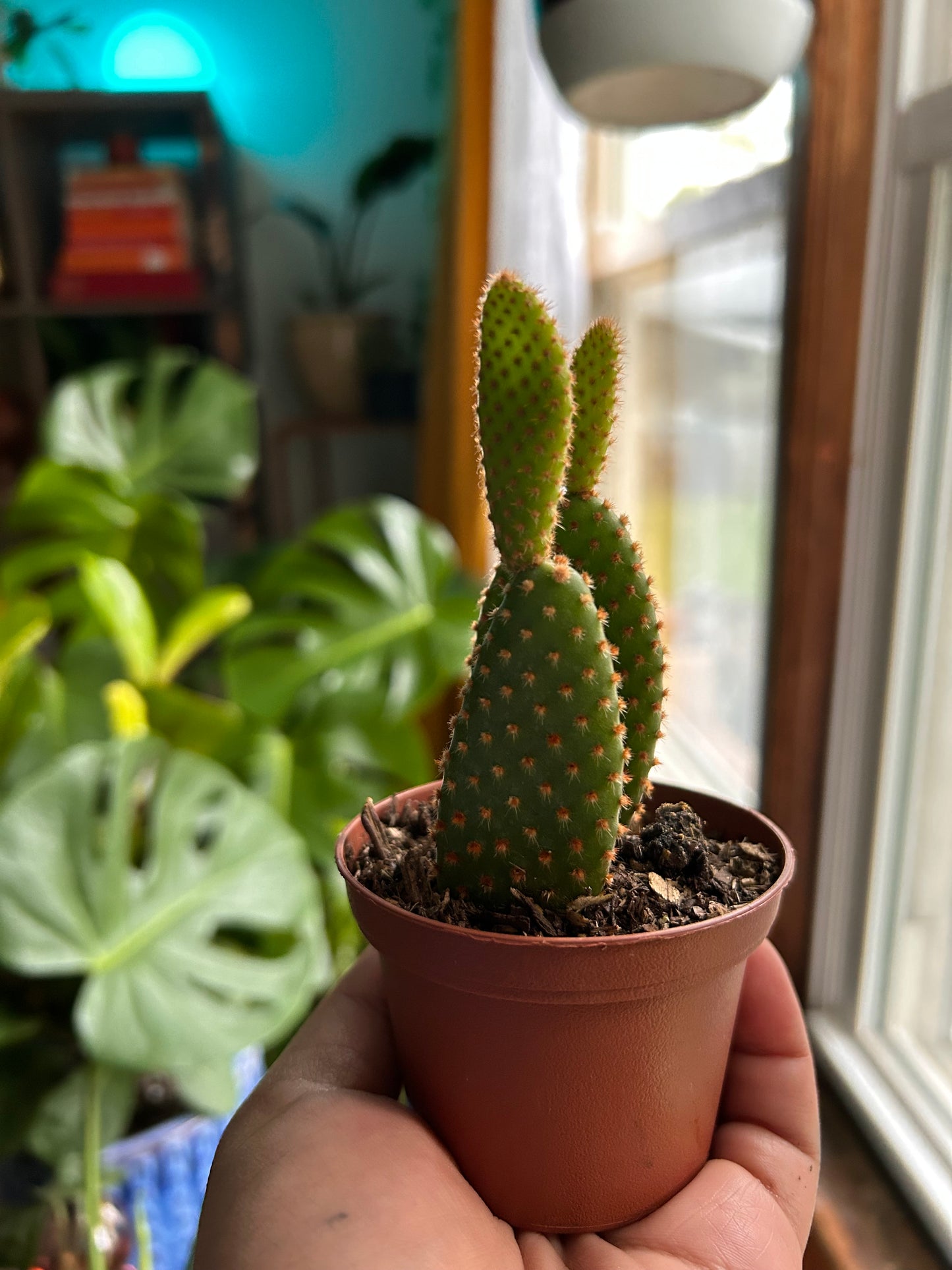 Bunny Ears Cactus