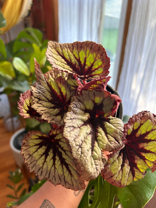 Begonia King Rex