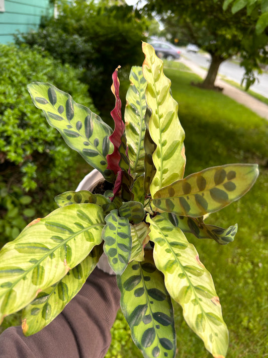 4" Calathea lancifolia 'Rattlesnake Plant'