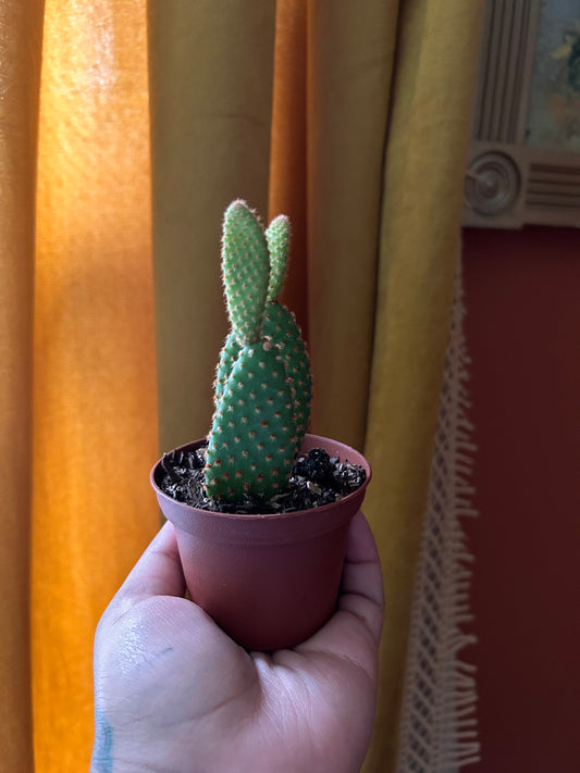 Bunny Ears Cactus