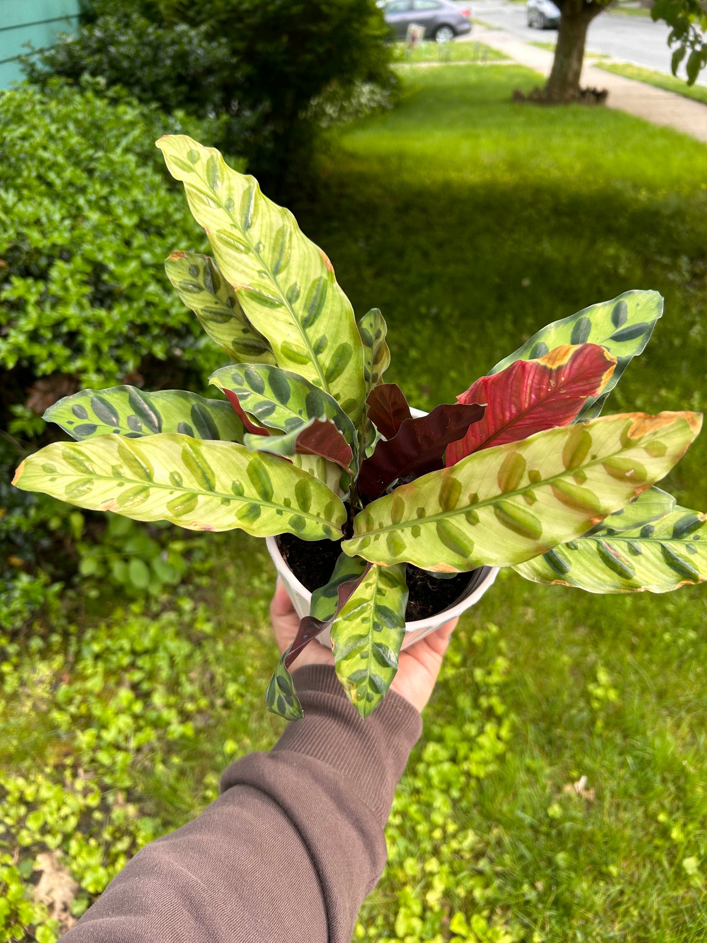 4" Calathea lancifolia 'Rattlesnake Plant'