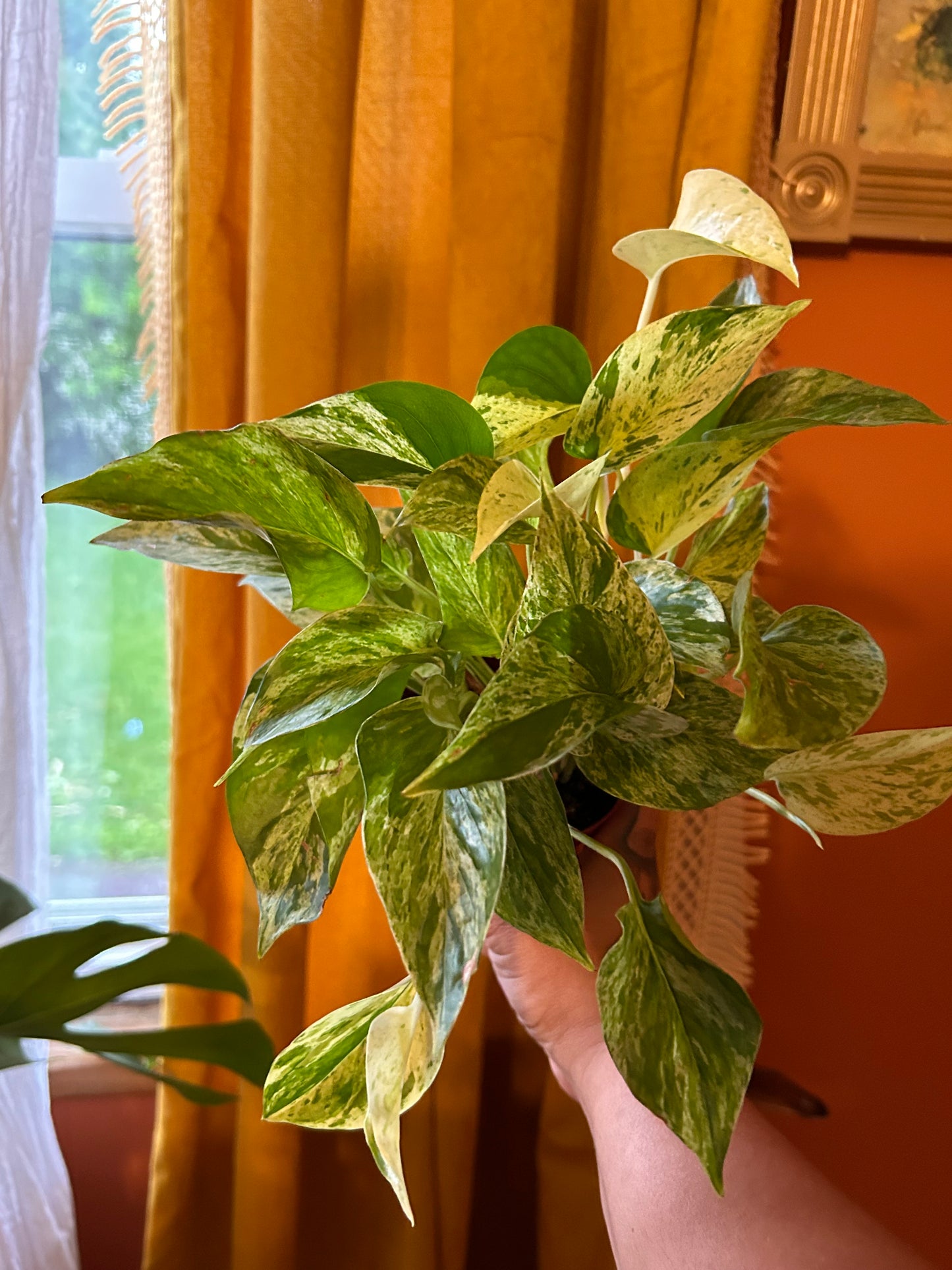 Marble Queen Pothos