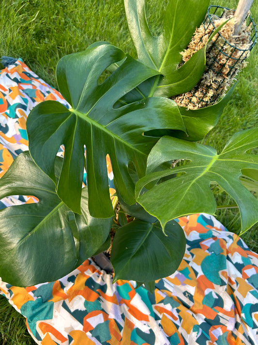 Monstera Deliciosa