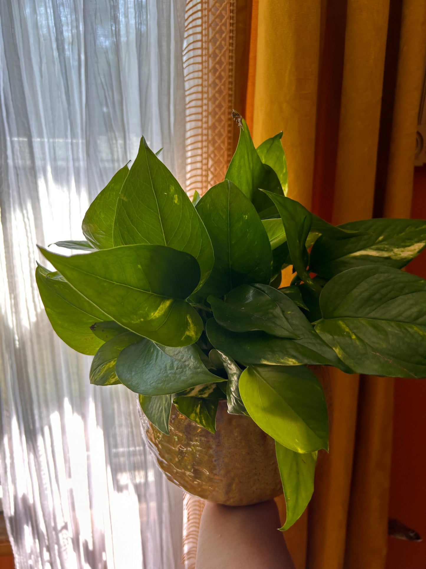 Golden Pothos