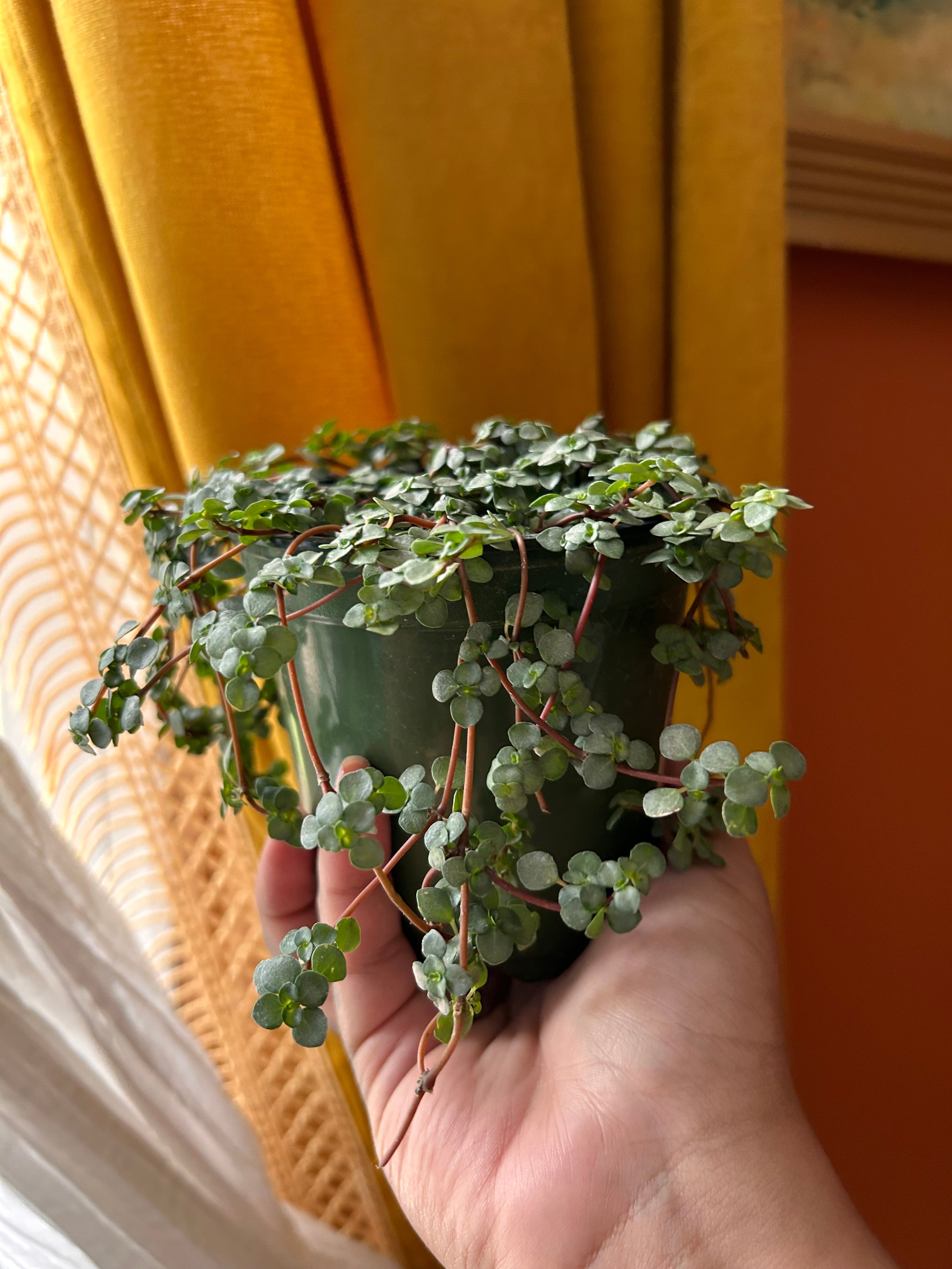 Pilea Glauca – Plant Babe PVD