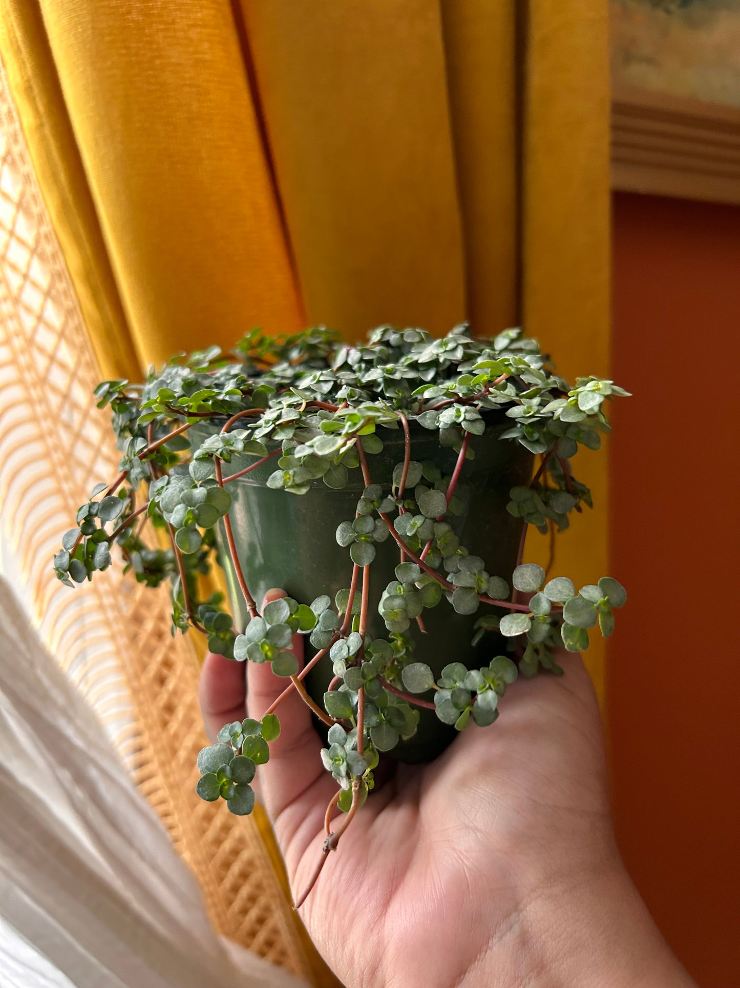 Pilea Glauca