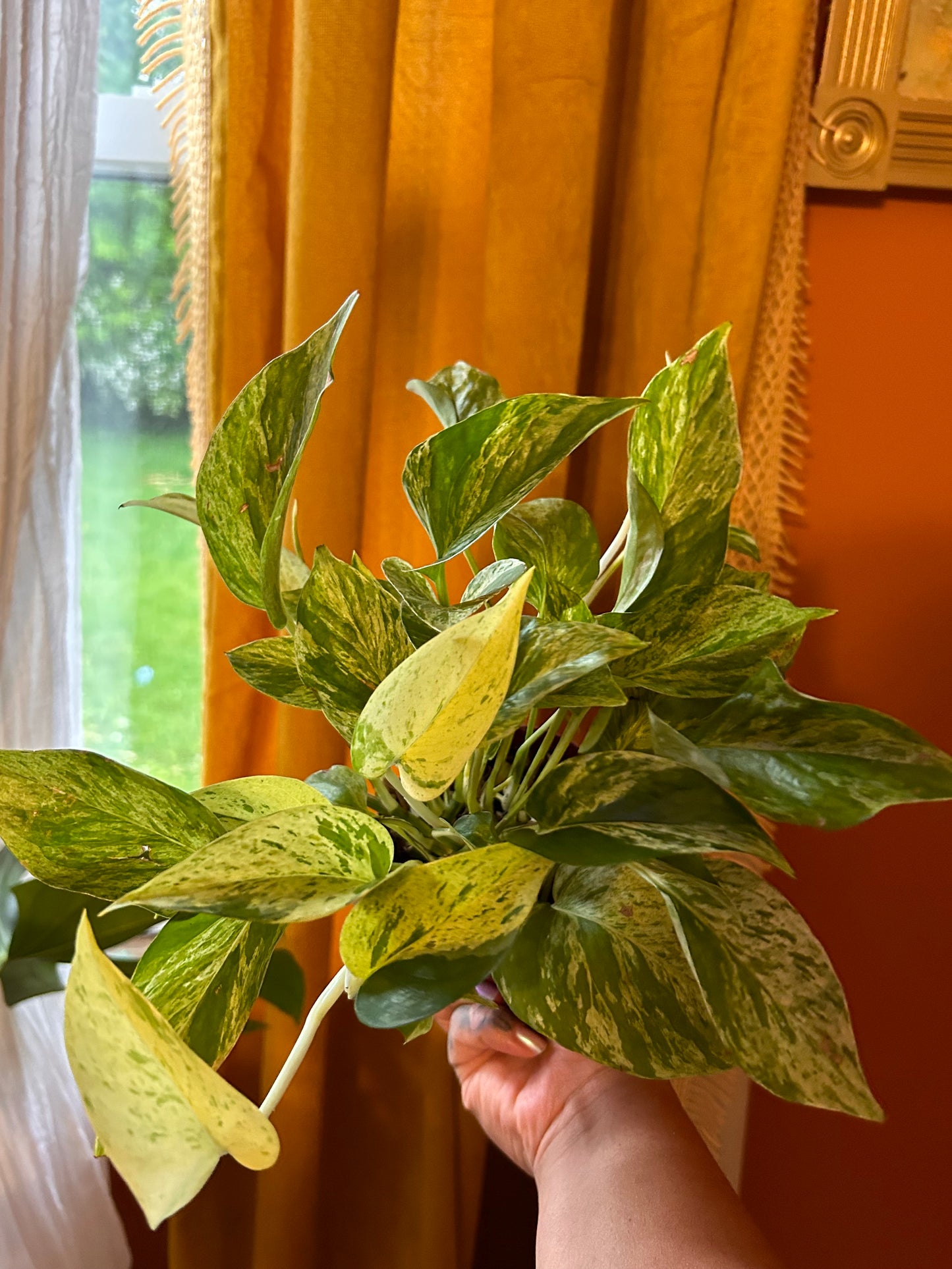 Marble Queen Pothos