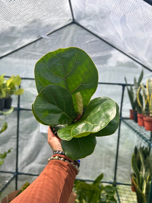 Ficus Lyrata ‘Fiddle Leaf Fig’