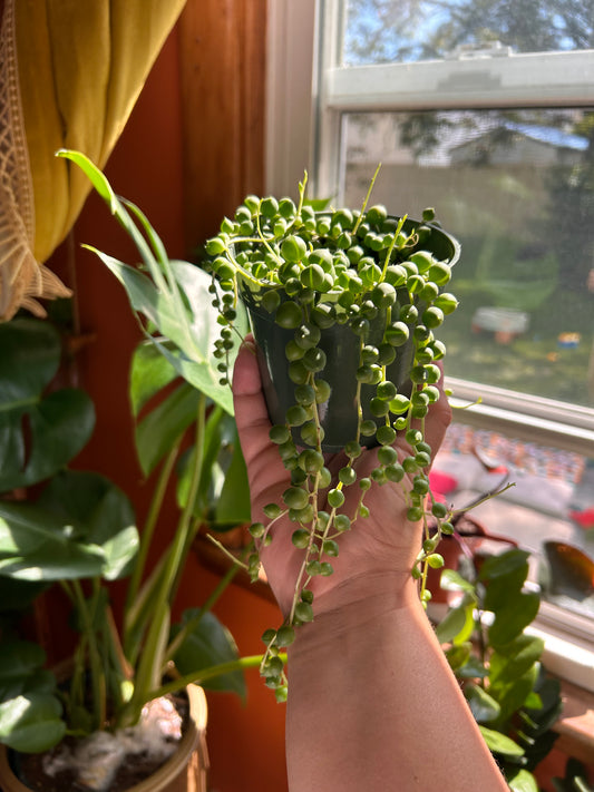 String Of Pearls